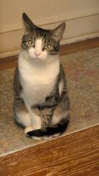 Lost Male Cat last seen 25th Street in wilson across from the home depot, Easton, PA 18042