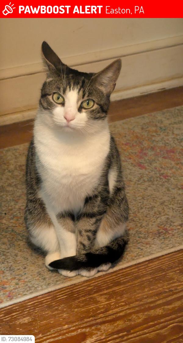 Lost Male Cat last seen 25th Street in wilson across from the home depot, Easton, PA 18042