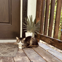 Found/Stray Female Cat last seen Riverbend st, Azle, TX 76020