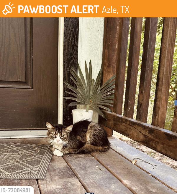 Found/Stray Female Cat last seen Riverbend st, Azle, TX 76020