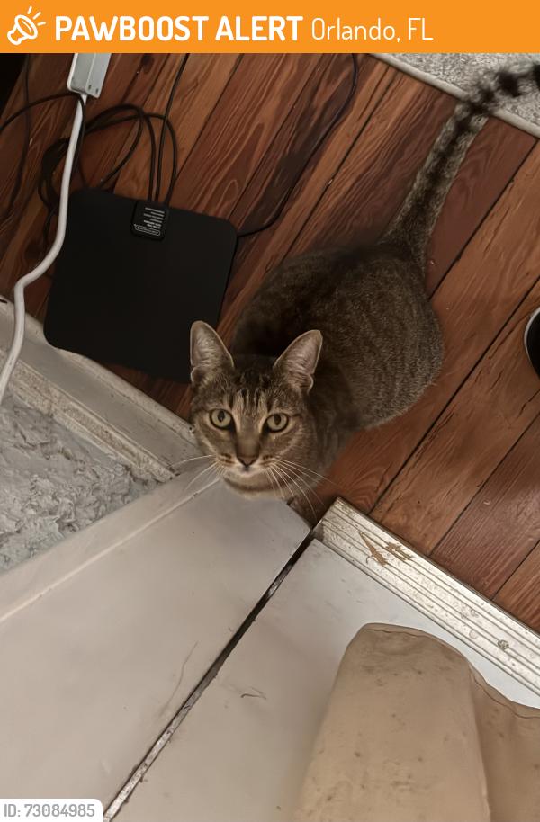 Found/Stray Unknown Cat last seen Downtown YMCA/ Summerlin, Orlando, FL 32803