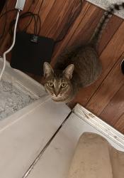 Found/Stray Unknown Cat last seen Downtown YMCA/ Summerlin, Orlando, FL 32803