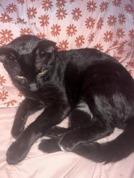 Lost Male Cat last seen Nearest location is the small neighborhood walmart by the Texaco gas station, Huntsville, AL 35805