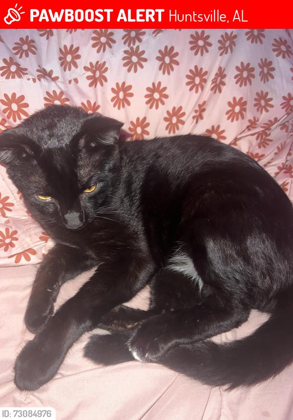 Lost Male Cat last seen Nearest location is the small neighborhood walmart by the Texaco gas station, Huntsville, AL 35805