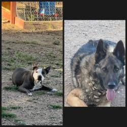 Reunited Male Dog last seen Bopp and Bantry Lane, Tucson Estates, AZ 85735