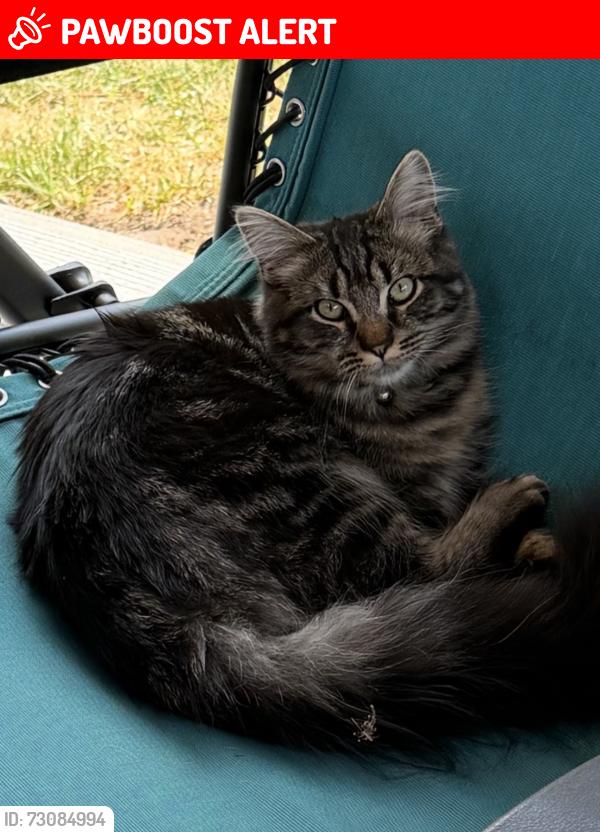 Lost Male Cat last seen Near Saratoga dr, Colorado Springs, CO 80910