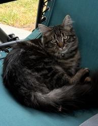 Lost Male Cat last seen Near Saratoga dr, Colorado Springs, CO 80910