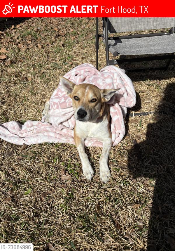 Lost Female Dog last seen Duncan Elementary School, Fort Hood, TX 76544