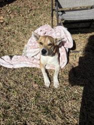 Lost Female Dog last seen Duncan Elementary School, Fort Hood, TX 76544