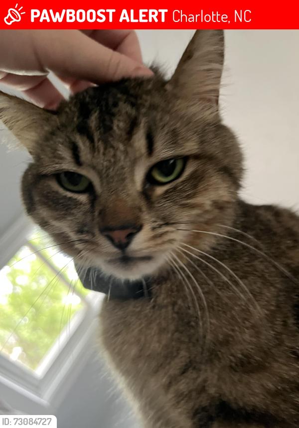 Lost Male Cat last seen Hall Ave and Nassau, Charlotte, NC 28205