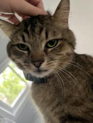 Lost Male Cat last seen Hall Ave and Nassau, Charlotte, NC 28205