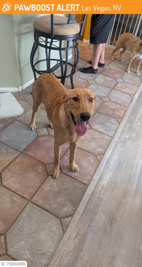 Found/Stray Male Dog last seen Sahara and Hollywood at Hollywood dog park, Las Vegas, NV 89142