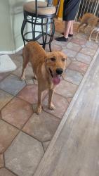 Found/Stray Male Dog last seen Sahara and Hollywood at Hollywood dog park, Las Vegas, NV 89142