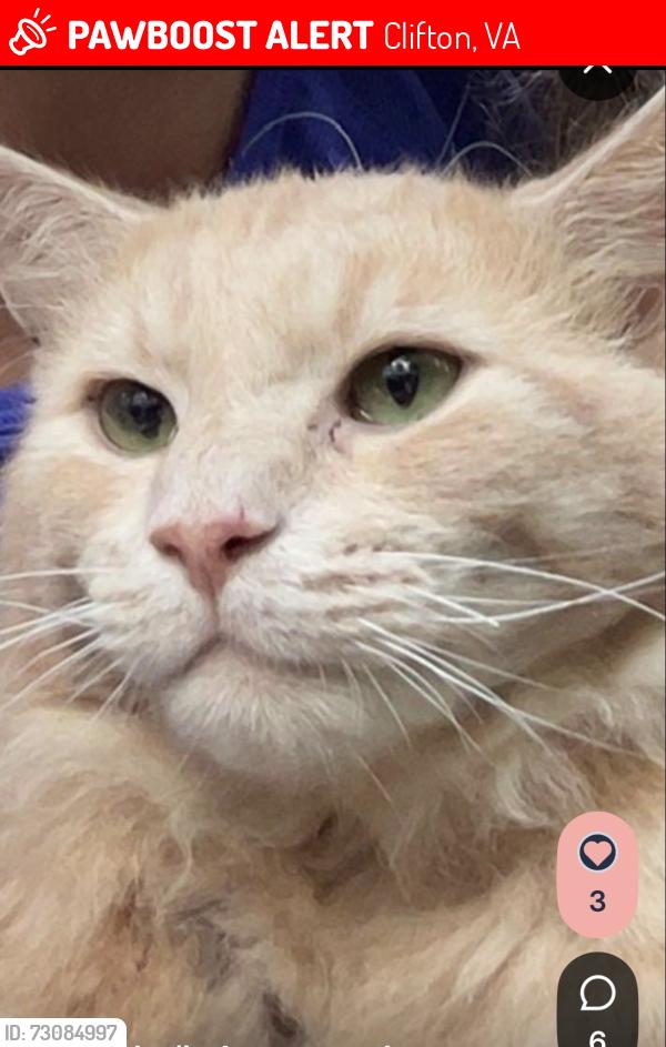 Lost Male Cat last seen Clifton Rd & Wolf Run Shoals Rd, Clifton, VA 20124, Clifton, VA 20124