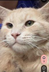 Lost Male Cat last seen Clifton Rd & Wolf Run Shoals Rd, Clifton, VA 20124, Clifton, VA 20124