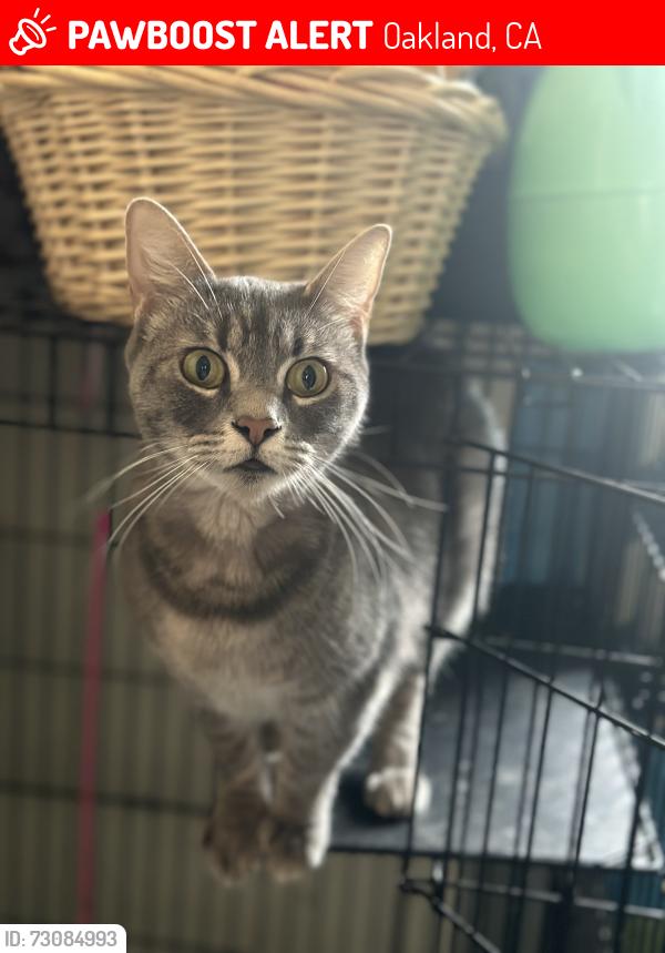 Lost Female Cat last seen International blvd, Oakland, CA 94603