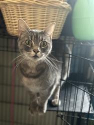 Lost Female Cat last seen International blvd, Oakland, CA 94603