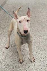 Shelter Stray Male Dog last seen E 15th Ter and Topping Ave, 64127, MO, 7077 Elmwood Ave, Kansas City, MO 64132, USA