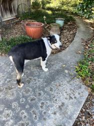 Lost Male Dog last seen Kent’s nursery, Youngsville, LA 70592