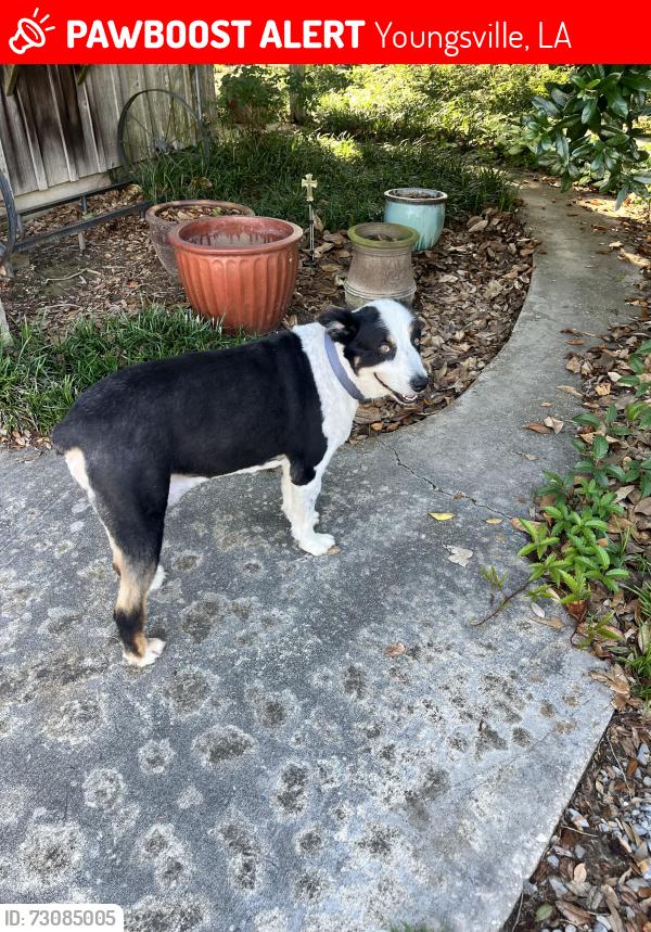 Lost Male Dog last seen Kent’s nursery, Youngsville, LA 70592