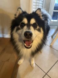 Reunited Male Dog last seen Turnburry Subdivision , Orlando, FL 32818