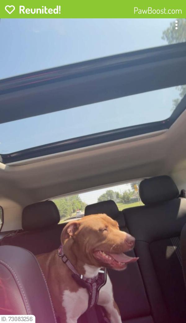 Reunited Female Dog last seen 137th Laramie , Crestwood, IL 60418
