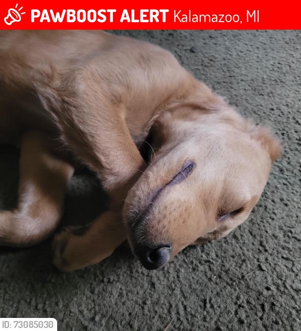 Lost Female Dog last seen Rex ave, Kalamazoo, MI 49048