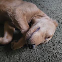 Lost Female Dog last seen Rex ave, Kalamazoo, MI 49048