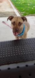 Lost Female Dog last seen Bobby duke middle school, Coachella, CA 92236