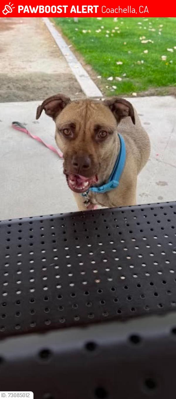 Lost Female Dog last seen Bobby duke middle school, Coachella, CA 92236