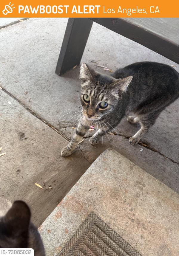 Found/Stray Female Cat last seen Crusado Ln by Crusado Park, Los Angeles, CA 90033