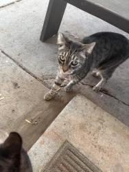 Found/Stray Female Cat last seen Crusado Ln by Crusado Park, Los Angeles, CA 90033