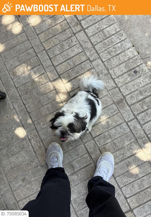 Found/Stray Unknown Dog last seen Jonelle St, Dallas, TX 75217