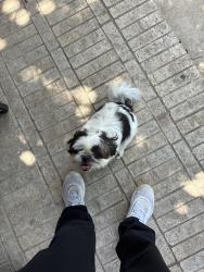 Found/Stray Unknown Dog last seen Jonelle St, Dallas, TX 75217