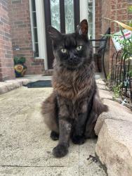 Lost Male Cat last seen hse, Katy, TX 77494