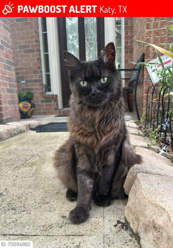 Lost Male Cat last seen hse, Katy, TX 77494