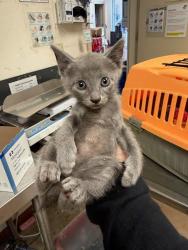Shelter Stray Male Cat last seen Near Bluff Springs Road, AUSTIN, TX, 78744, 7201 Levander Loop bldg a, Austin, TX 78702, USA