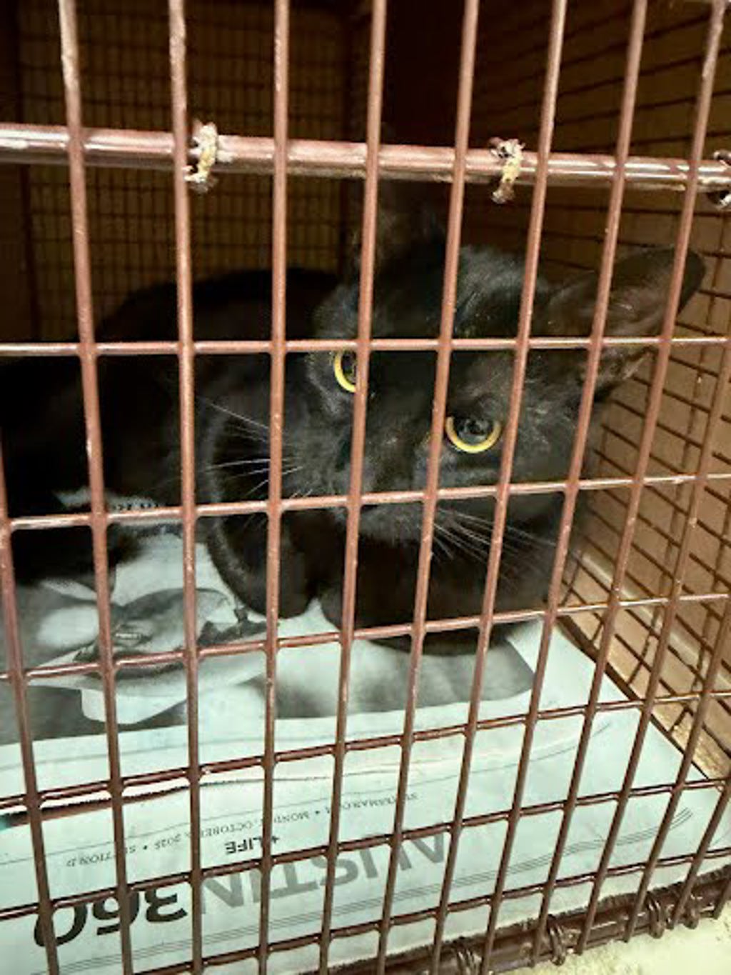 Shelter Stray Unknown Cat last seen Apt A,7513 Bethune Avenue, AUSTIN, TX, 78752, 7201 Levander Loop bldg a, Austin, TX 78702, USA