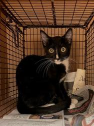 Shelter Stray Male Cat last seen Near Bridgeport Drive, AUSTIN, TX, 78758, 7201 Levander Loop bldg a, Austin, TX 78702, USA