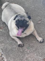 Found/Stray Male Dog last seen Sublett, Arlington, TX 76001