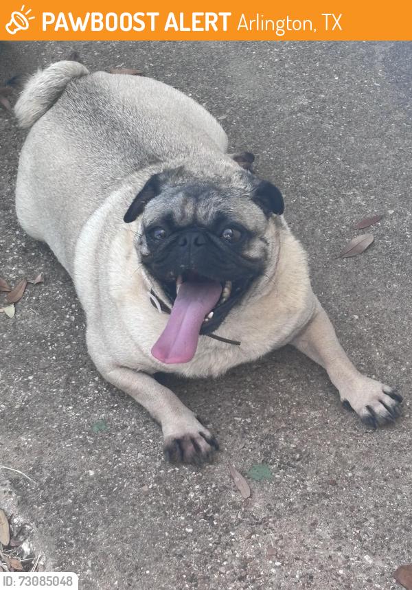 Found/Stray Male Dog last seen Sublett, Arlington, TX 76001