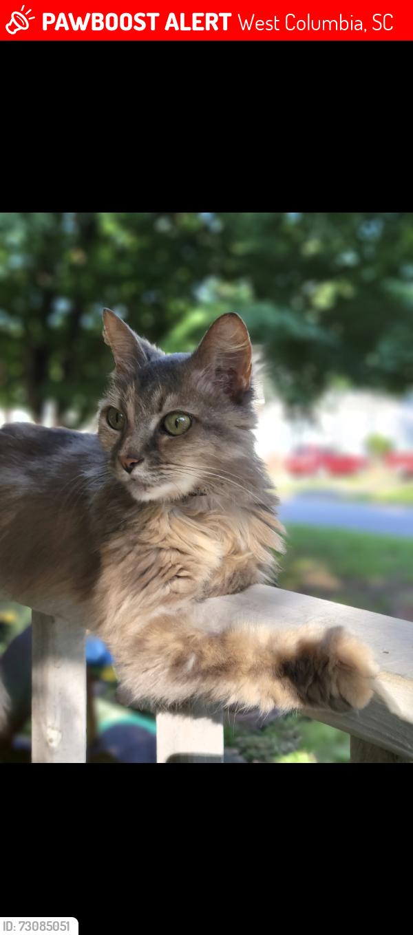 Lost Female Cat last seen Wilton and stonewood drive, West Columbia, SC 29170