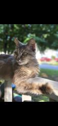 Lost Female Cat last seen Wilton and stonewood drive, West Columbia, SC 29170