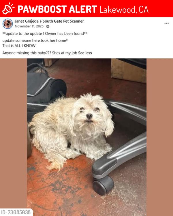 Lost Female Dog last seen Paramount and Carson, Lakewood, CA 90712