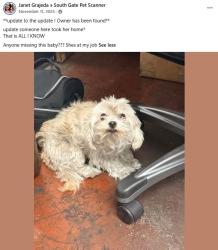 Lost Female Dog last seen Paramount and Carson, Lakewood, CA 90712