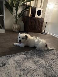 Found/Stray Male Dog last seen Artesia and Obispo, Long Beach, CA 90805