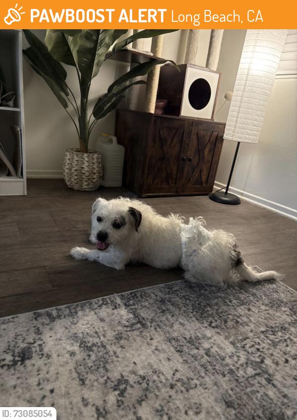 Found/Stray Male Dog last seen Artesia and Obispo, Long Beach, CA 90805