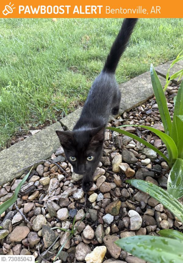 Found/Stray Female Cat last seen North Walton and Tiger Blvd, Bentonville, AR 72712