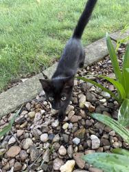 Found/Stray Female Cat last seen North Walton and Tiger Blvd, Bentonville, AR 72712