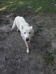 Found/Stray Unknown Dog last seen County road 270 by San Gabriel River, Leander, TX 78641